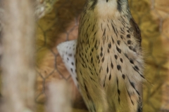 Turmfalke-2