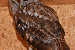 Waldkauz