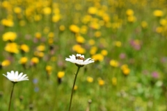 NIK_1787_19
