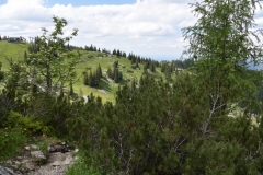 NIK_1815_29