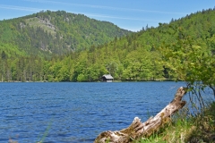 FischerWil-1