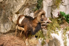 NIK_0528