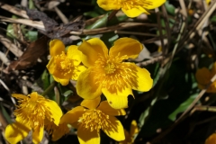 Oedseen__24