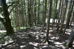 Fischer_19