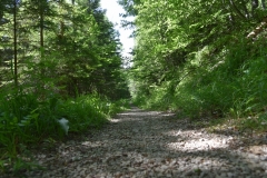 Fischer_39