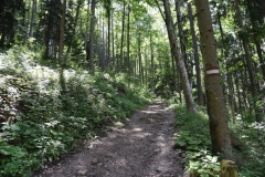 Fischer_6