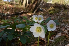 NIK_1134a