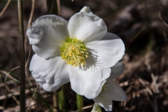 NIK_1147a
