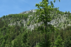 Mitt__1