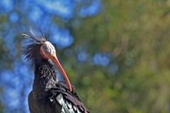 thumbs_NIK_9902_11