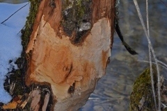 thumbs_NIK_9923_17